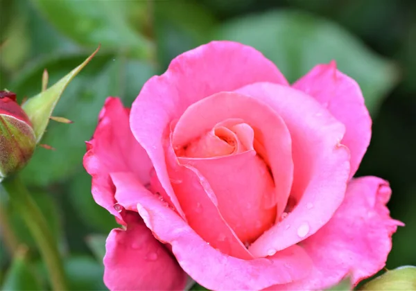 Primo Piano Una Rosa Rosa Sfondo Verde — Foto Stock