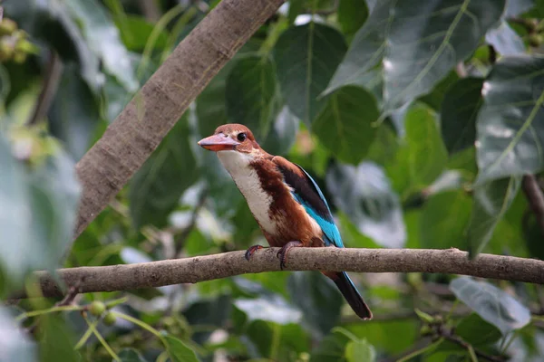 Elegante Martín Pescador Garganta Blanca Posado Una Rama Árbol — Foto de Stock