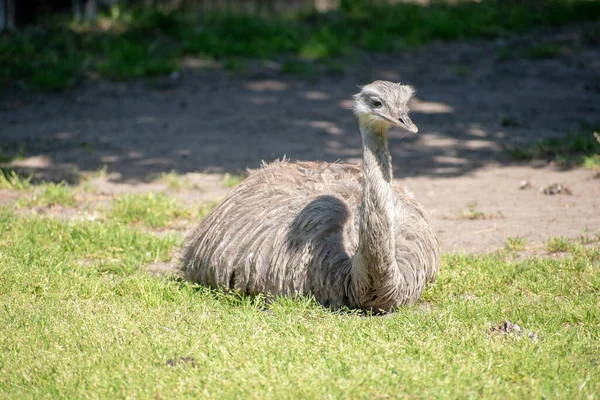 Emu Dromaius Novaehollandiae Deitado Grama Parque Dia Ensolarado — Fotografia de Stock