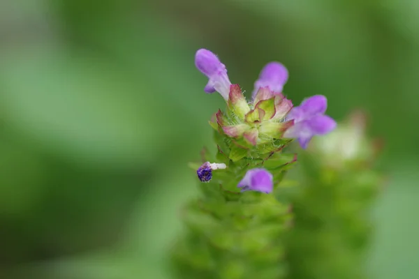 プルネラハゲワシの紫色の野生の花の選択的なフォーカスショット — ストック写真