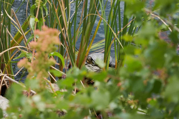 Вода Черепаха Загорать Расслабленной Вершине Камня Растительностью Пруду — стоковое фото