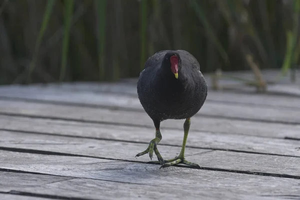 Detailní Záběr Eurasian Moorhen — Stock fotografie