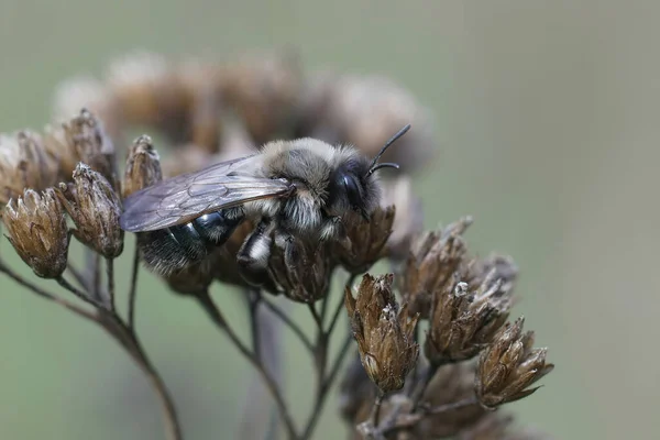 Eine Nahaufnahme Der Hündin Andrena Vaga Auf Einer Trockenen Blume — Stockfoto