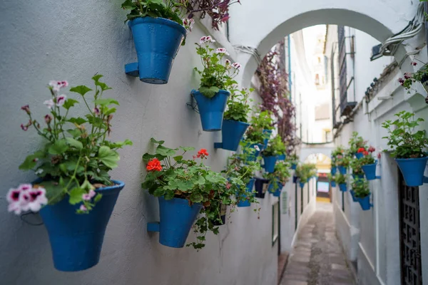 Schöne Topfblumen Wänden Zweier Gebäude Mit Einem Schmalen Fußweg Zwischen — Stockfoto