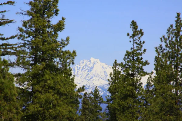背の高い薄い木をピークに雪の山と森の中で美しい晴れた日 — ストック写真