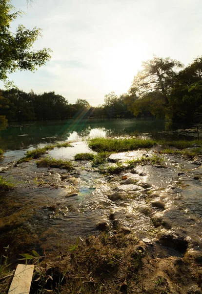 stock image A vertical shot of swap grass on a lake in Colon, Chiapas during sunrise