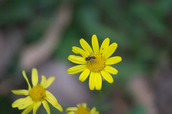 Kleine Insekten Auf Gelber Kamille Auf Verschwommenem Hintergrund — Stockfoto