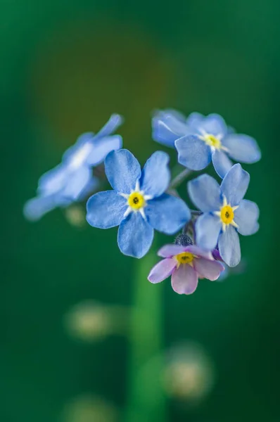 Tiro Foco Seletivo Pequenas Flores Concurso — Fotografia de Stock