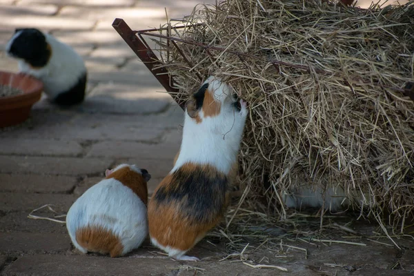 Vacker Bild Bedårande Små Marsvin Cavia Porcellus Lekfull Utomhus — Stockfoto