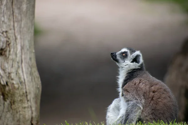 Ett Grunt Fokus Lemur Djurparken — Stockfoto