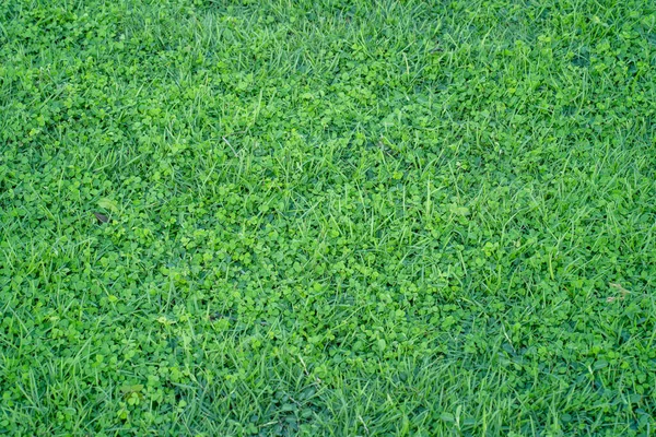 公園で緑の芝生の芝生の閉鎖 美しい自然背景 — ストック写真