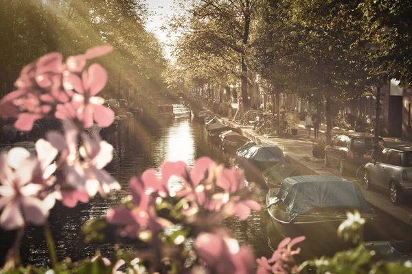 阿姆斯特丹 纽德兰 2018年10月16日 荷兰阿姆斯特丹 2018年10月 复古风格的阿姆斯特丹运河景观 花卉的前景 — 图库照片