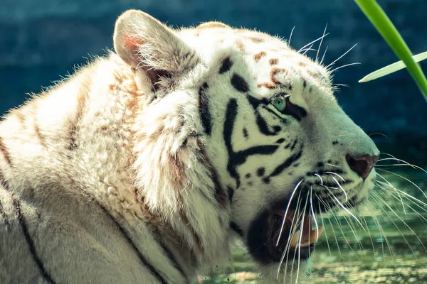 Closeup White Tiger Looking Aside Park Sunny Day — Stock Photo, Image