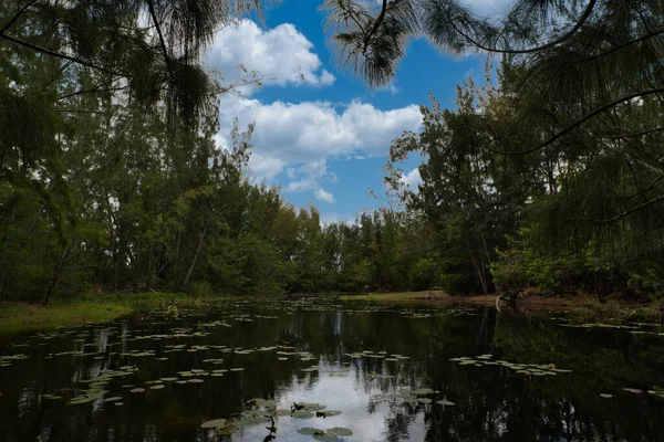 Eine Wunderschöne Teichlandschaft Umgeben Von Grünen Bäumen Unter Einem Bewölkten — Stockfoto