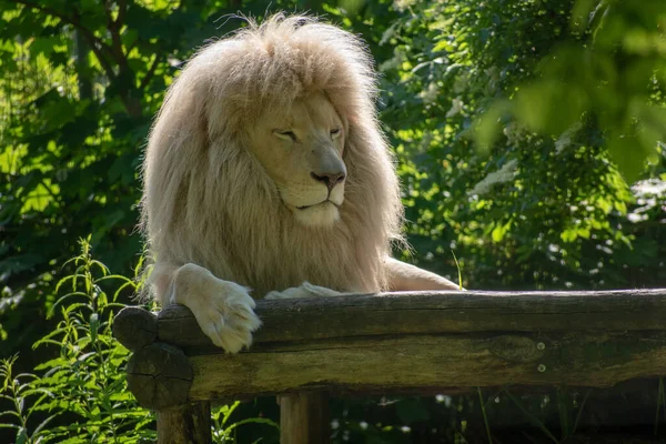 Leão Parque Natural Nacional — Fotografia de Stock