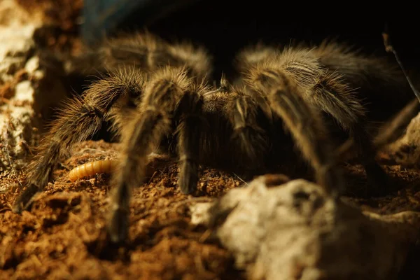 Obrovský Tarantula Pavouk Zoo — Stock fotografie