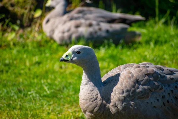 Grupp Kap Barren Gäss Park — Stockfoto