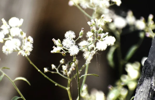 Close Flores Campo Branco Fundo Embaçado — Fotografia de Stock