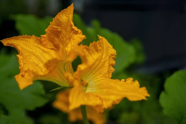 背景に緑色の葉を持つ明るい黄色のカボチャの花の選択的な焦点ショット — ストック写真