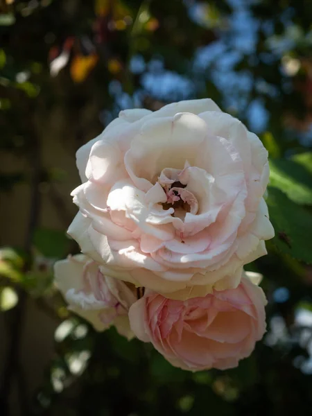 Enfoque Selectivo Hermosas Rosas Rosadas — Foto de Stock