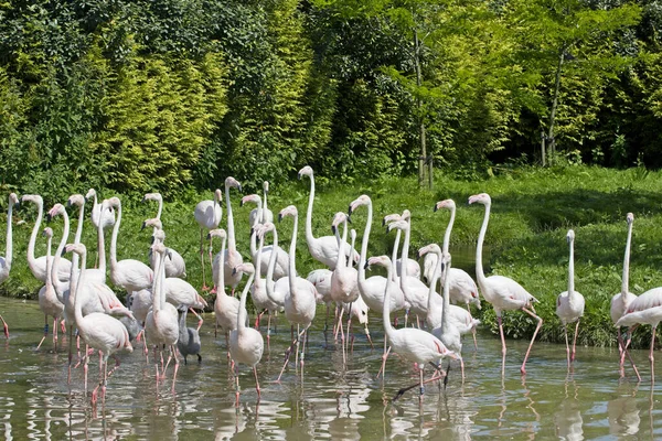 Eine Gruppe Von Flamingos Spaziert Einem Sonnigen Tag Durch Die — Stockfoto