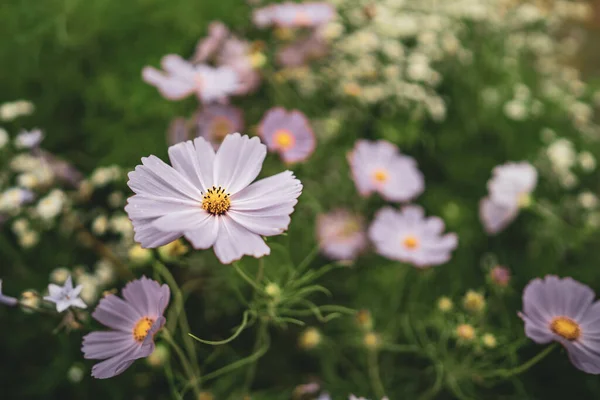 Selektivní Zaměření Bílé Zahradní Kosmos Květiny Zahradě Rozmazaným Pozadím — Stock fotografie