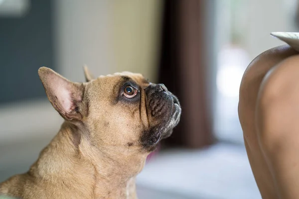 Ett Selektivt Fokus Söt Fransk Bulldogg Tittar Uppåt Till Sin — Stockfoto