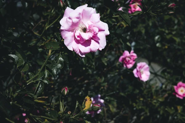 Gyönyörű Kilátás Rózsaszín Kerti Rózsákra — Stock Fotó