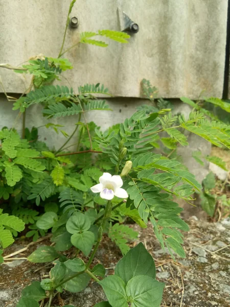 Ένα Μικρό Λευκό Λουλούδι Που Φυτρώνει Έναν Κήπο — Φωτογραφία Αρχείου