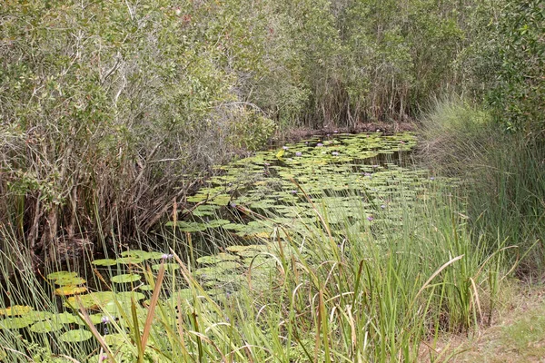 Rivière Pictureqsue Couverte Fleurs Lys Dans Eau Entourée Arbres Tropicaux — Photo