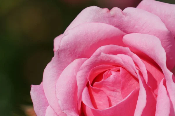 Primo Piano Una Bella Rosa Rosa — Foto Stock