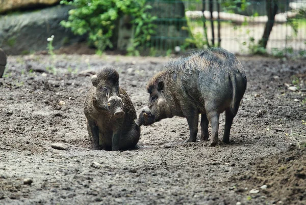 Closeup Shot Two Visayan Warty Pigs Standing Ground — Stock Photo, Image
