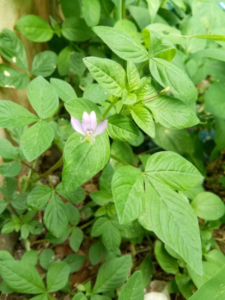 Uma Pequena Flor Roxa Crescendo Jardim — Fotografia de Stock