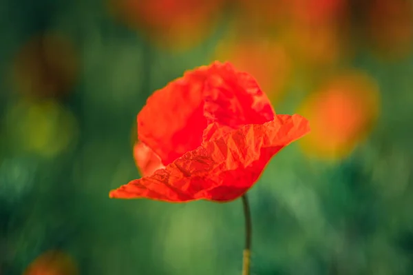 Seletivo Uma Bela Flor Papoula Vermelha Campo — Fotografia de Stock