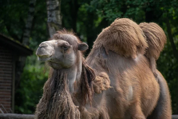 Retrato Camelo Duas Corcundas Descansando Zoológico — Fotografia de Stock