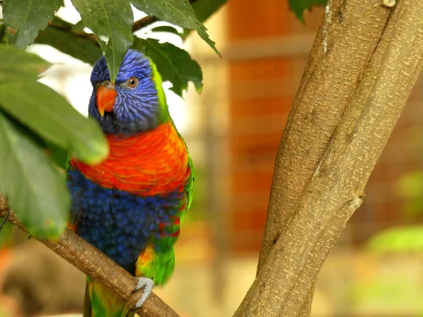 Színes Papagáj Különös Módon Néz Egy Fáról Amit Levelek Vesznek — Stock Fotó