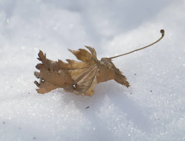 Ένα Πλάνο Υψηλής Γωνίας Ενός Αποξηραμένου Φύλλου Στο Χιόνι Κάτω — Φωτογραφία Αρχείου