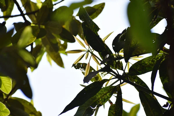 Bulanık Bir Arkaplanda Ağaç Yapraklarının Yakın Plan Çekimi — Stok fotoğraf