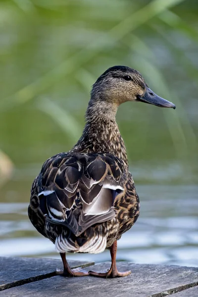 Primer Plano Pacific Black Duck Mallard Hybrid —  Fotos de Stock