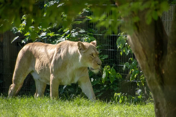 Eine Majestätische Löwin Wandert Durch Den Zoo — Stockfoto
