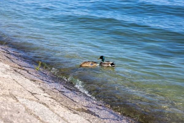 Une Mer Bleu Vif Avec Deux Petits Canards Mignons Nageant — Photo