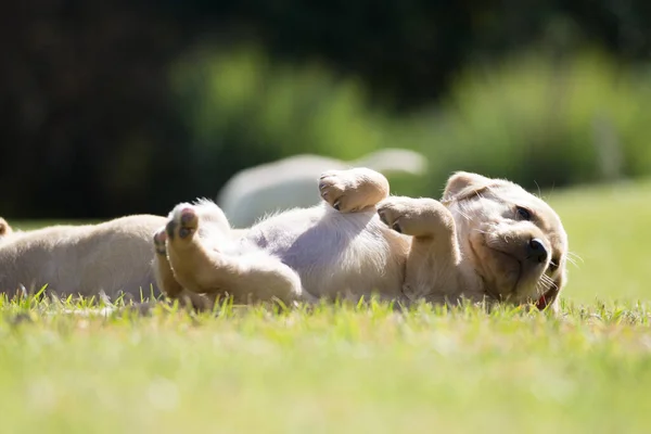 Zbliżenie Szczeniaka Labradora Retrievera Leżącego Zielonej Trawie — Zdjęcie stockowe