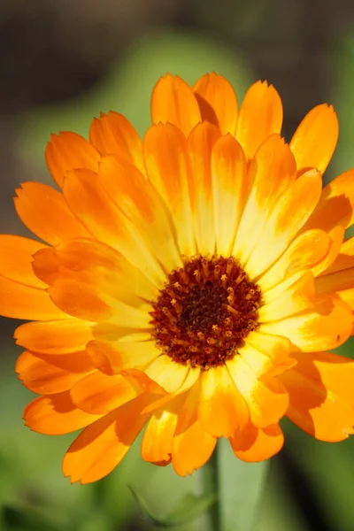 Detailní Záběr Calendulu Krásná Květina Žlutými Oranžovými Okvětními Lístky — Stock fotografie