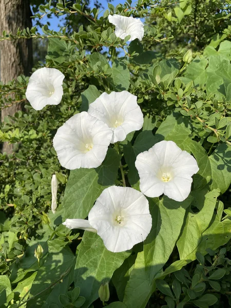 Tiro Close Flores Florescendo Campo Branco Bindweed — Fotografia de Stock