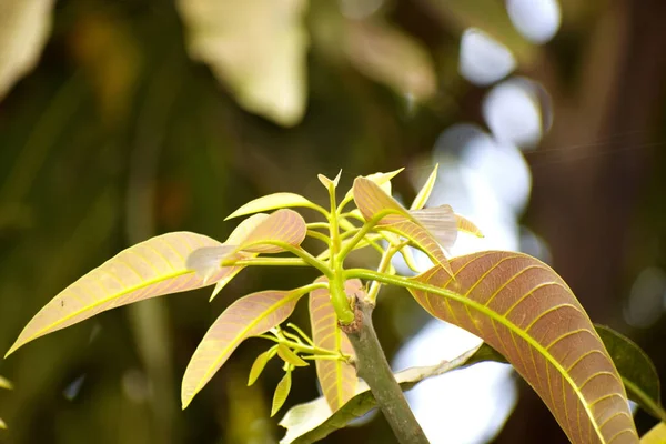 Ένα Κοντινό Πλάνο Πράσινα Φύλλα Φυτών Ένα Θολό Φόντο — Φωτογραφία Αρχείου