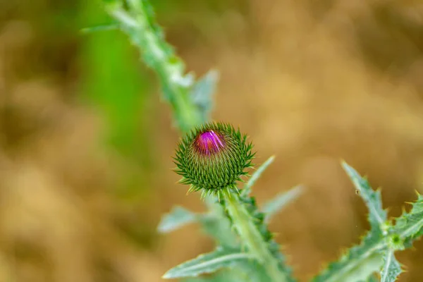 Hermosa Floración Sin Plumas Cardo Parque — Foto de Stock