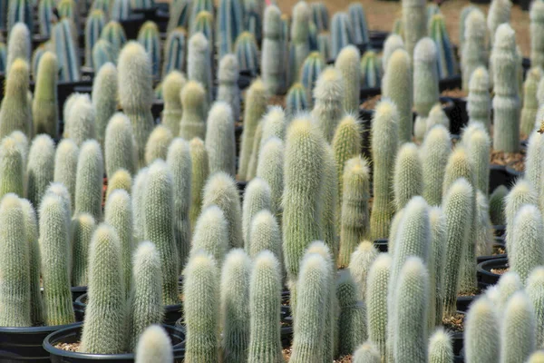 Vertikal Bild Rader Kaktusväxter Botanisk Trädgård — Stockfoto