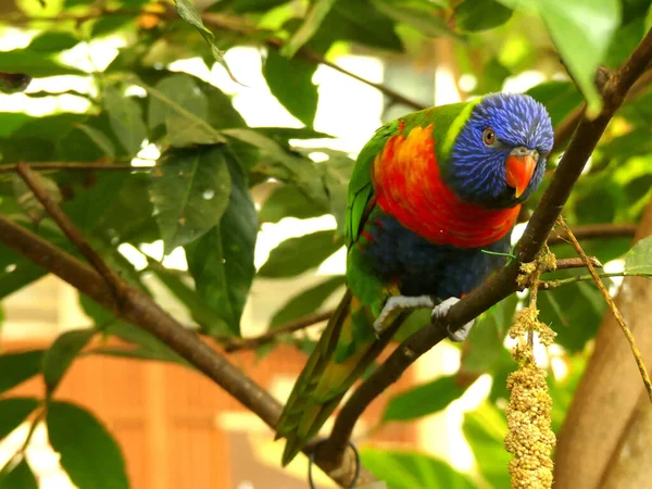 Colourful Parrot Curiously Looking Tree Surrounded Leaves — Stock Photo, Image