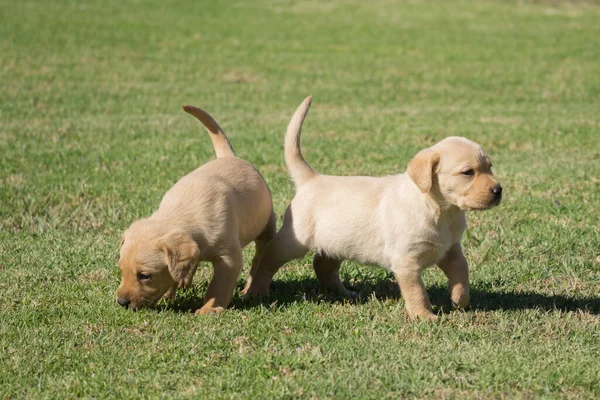 Closeup Shot Labrador Retriever Puppies Walking Green Grass — Stock Photo, Image