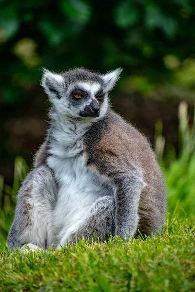 Ringsvansad Lemur Lemur Catta Sitter Gräset Med Ett Roligt Ansiktsuttryck — Stockfoto